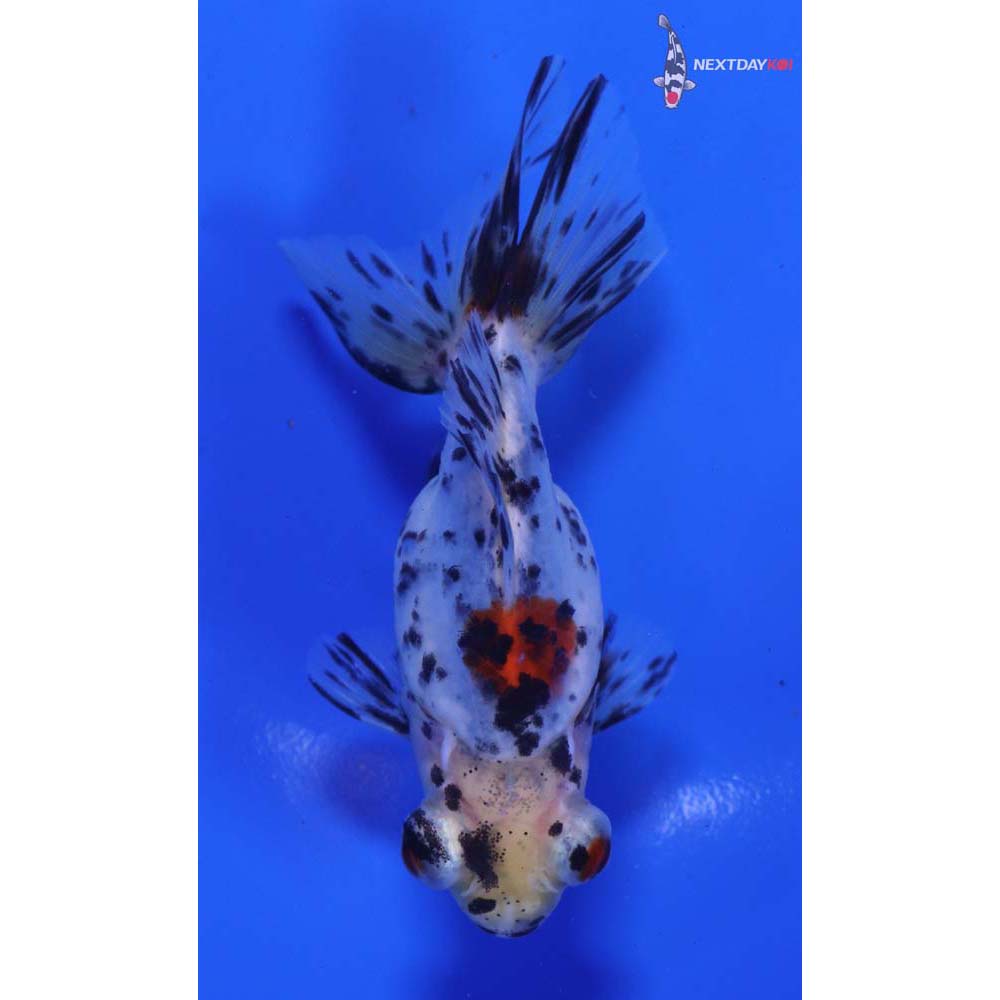 4” Imported Calico Fantail