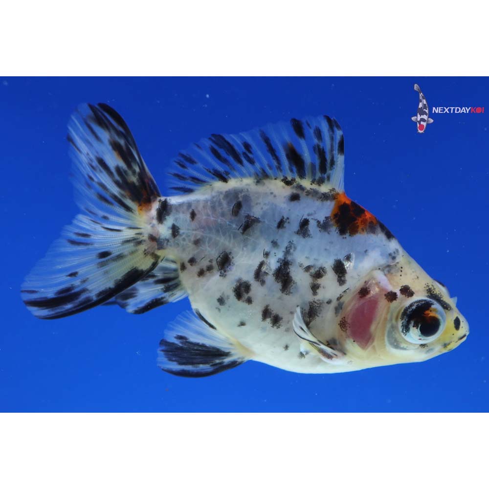 4” Imported Calico Fantail
