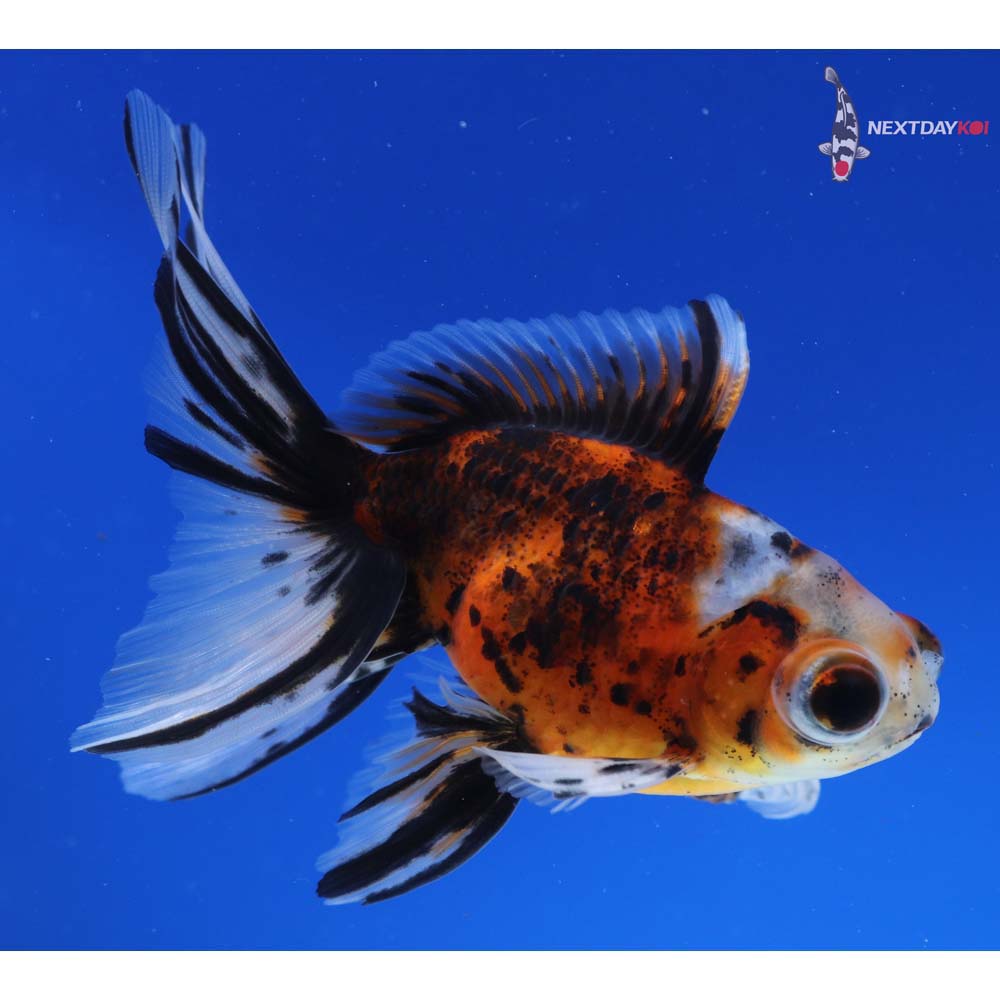 4.5” Imported Calico Telescope Fantail