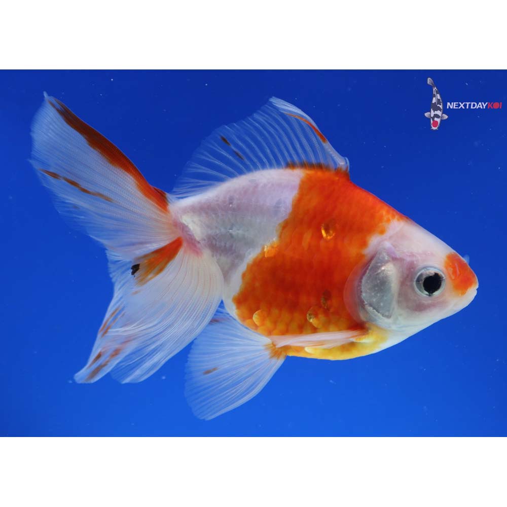 4.5” Imported Male Red and White Ryukin