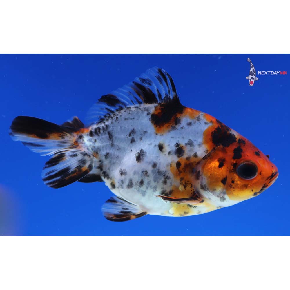 3.5” Imported Calico Ryukin