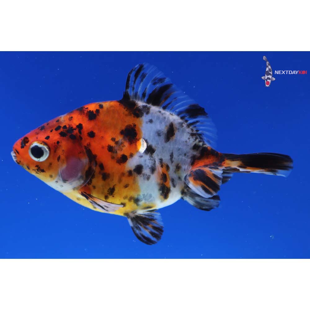 3.5” Imported Calico Ryukin