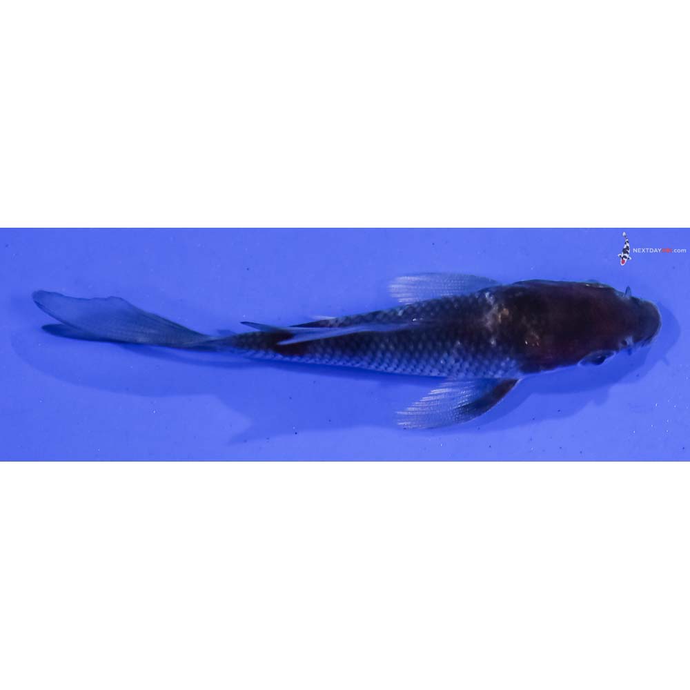 3” Imported Ochiba Shigure Butterfly Koi