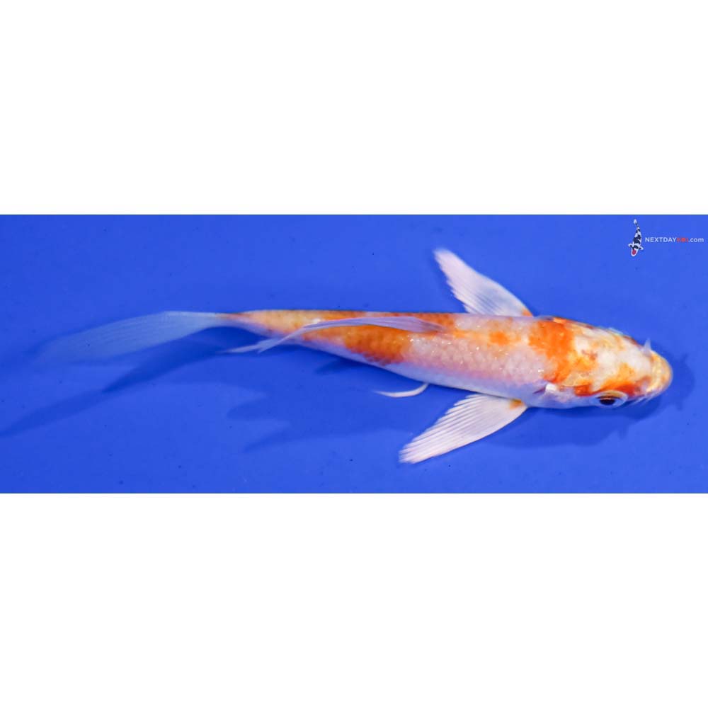 3.5” Imported Hariwake Butterfly Koi
