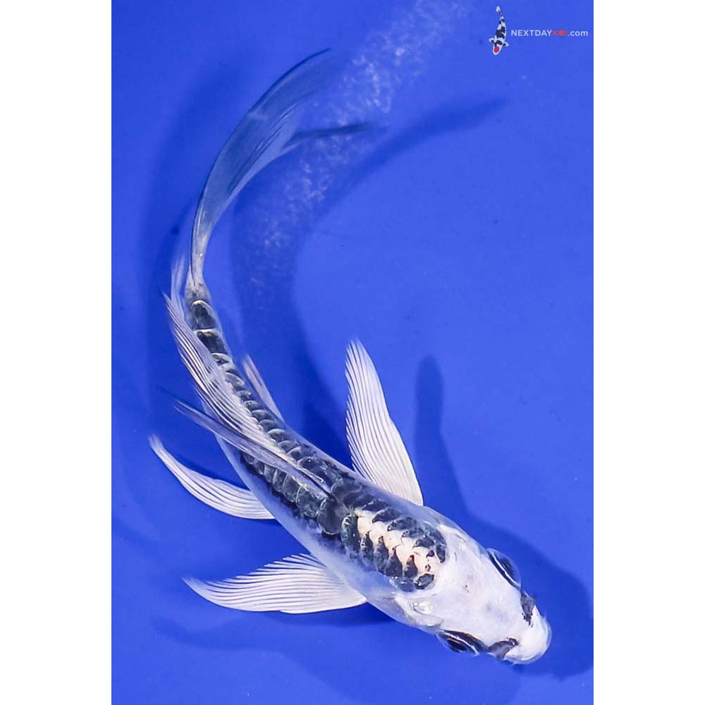 3.5” Imported Kikokuryu Butterfly Koi