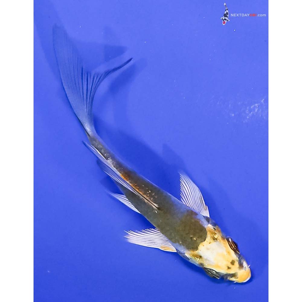 3” Imported Kujaku Butterfly Koi