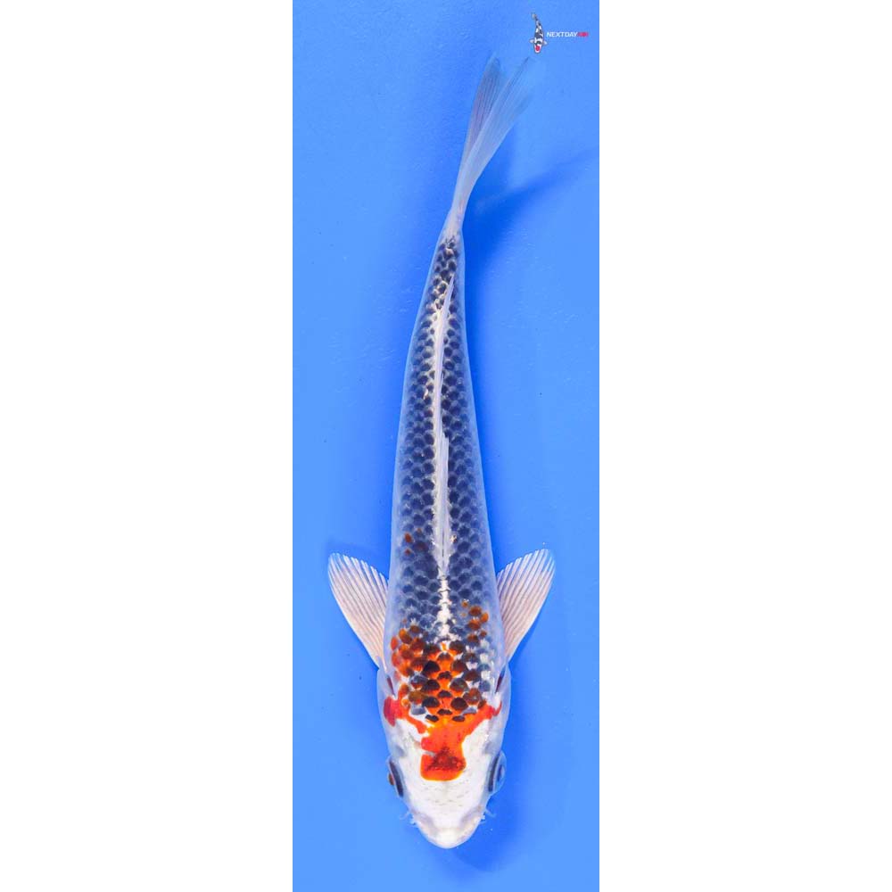 7” Imported Kujaku