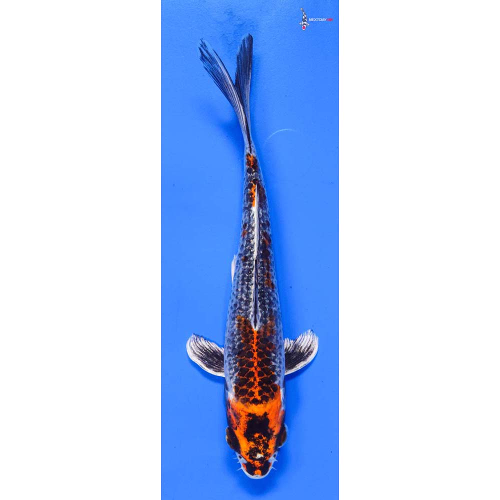 8” Imported Kujaku