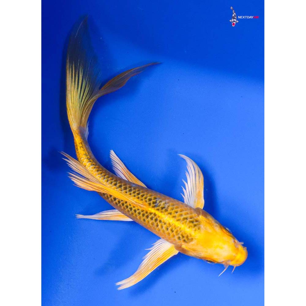 7” Imported Ki Matsuba Butterfly Koi