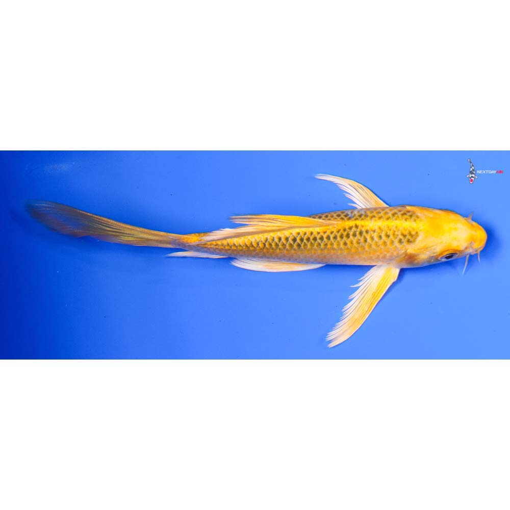 7” Imported Ki Matsuba Butterfly Koi