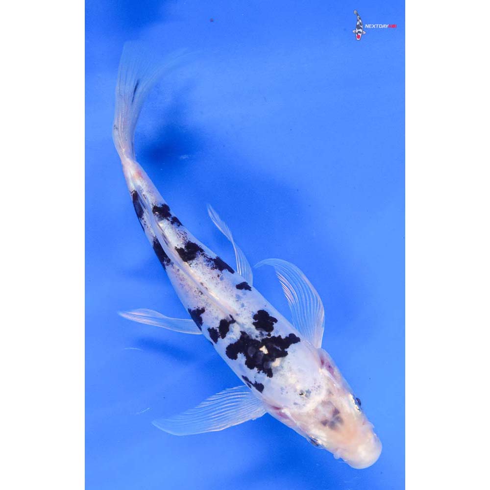 7” Imported Doitsu Shiro Bekko Butterfly Koi