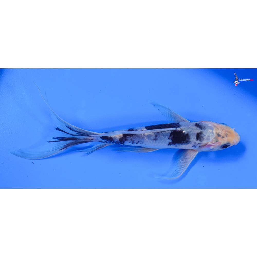 7” Imported Shiro Utsuri Butterfly Koi