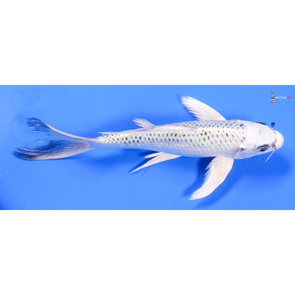 8” Imported Gin Matsuba Butterfly Koi