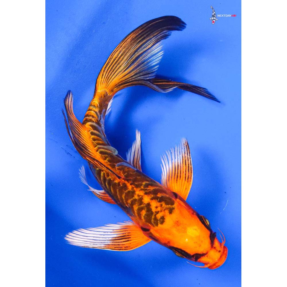7” Imported Armor Scaled Orenji Matsuba Butterfly Koi
