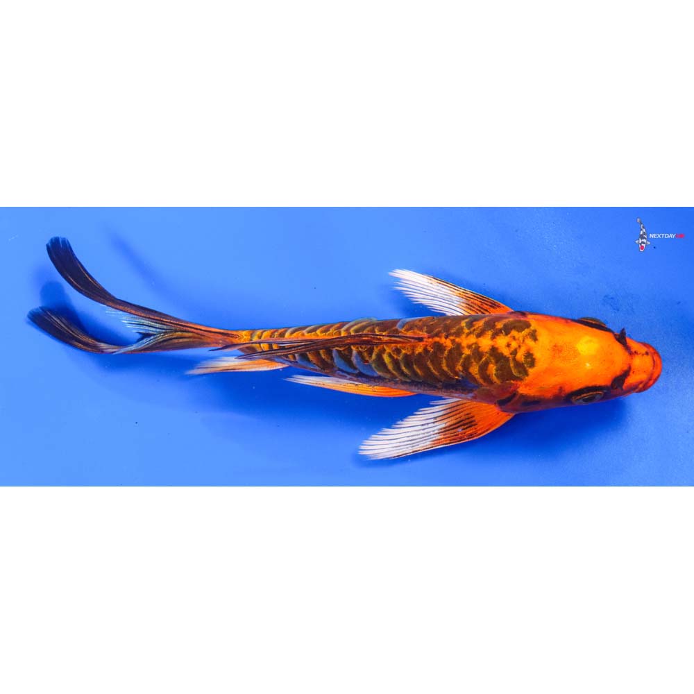 7” Imported Armor Scaled Orenji Matsuba Butterfly Koi