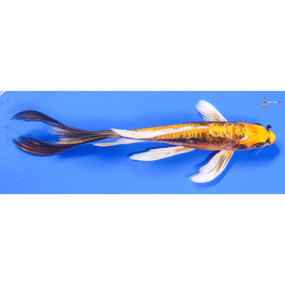 9” Imported Kin Kikokuryu Butterfly Koi