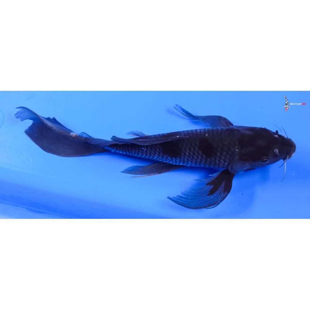 10” Imported Ochiba Shigure Butterfly Koi