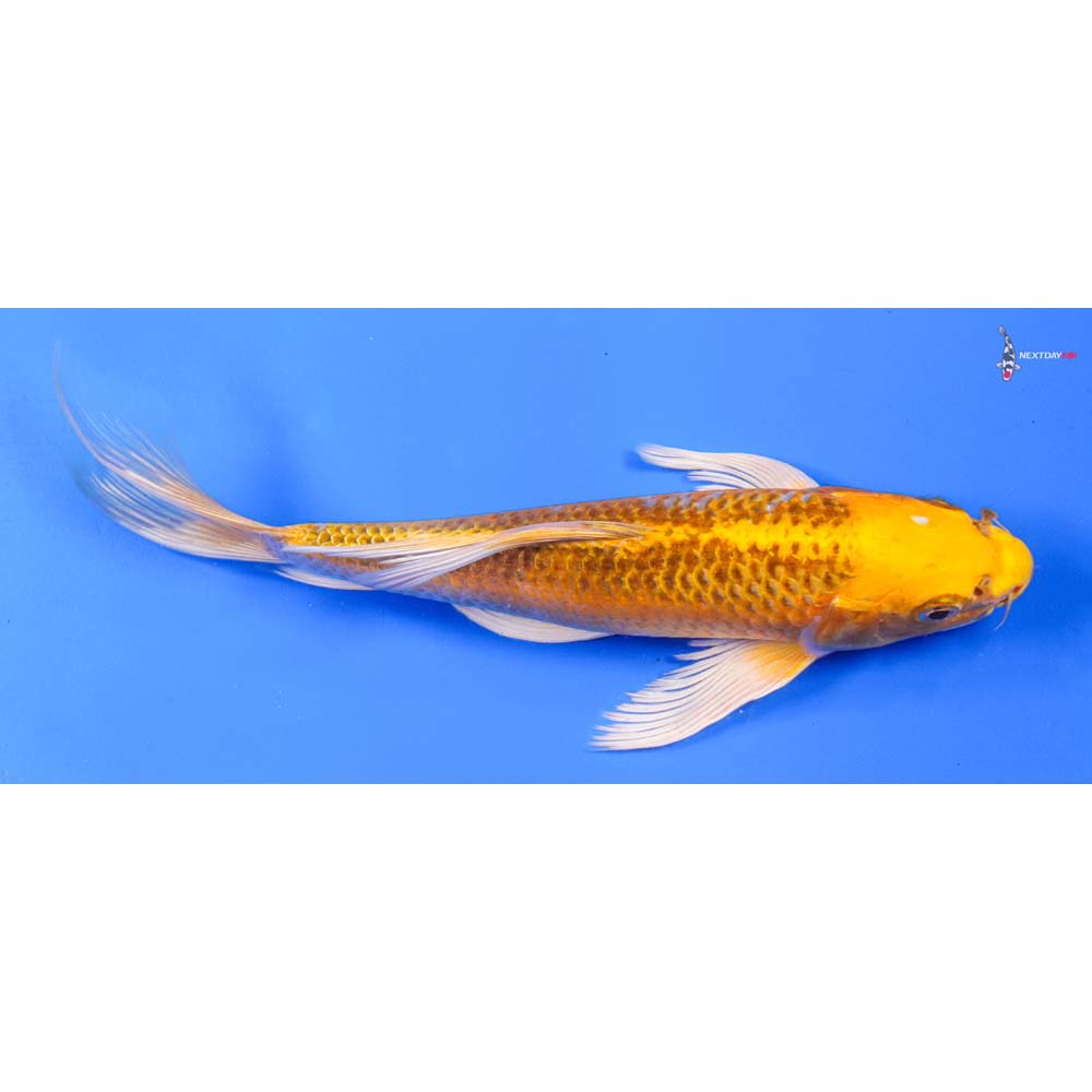 9” Imported Orenji Matsuba Butterfly Koi
