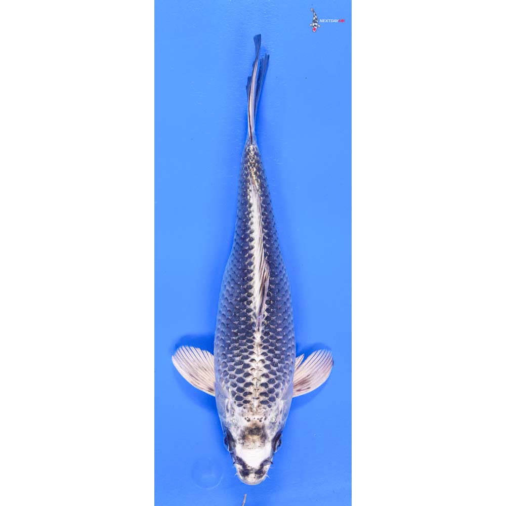 10.5” Imported Gin Matsuba