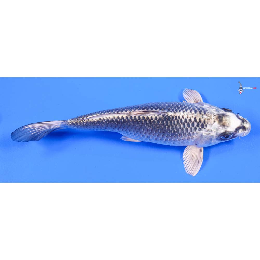 10.5” Imported Gin Matsuba