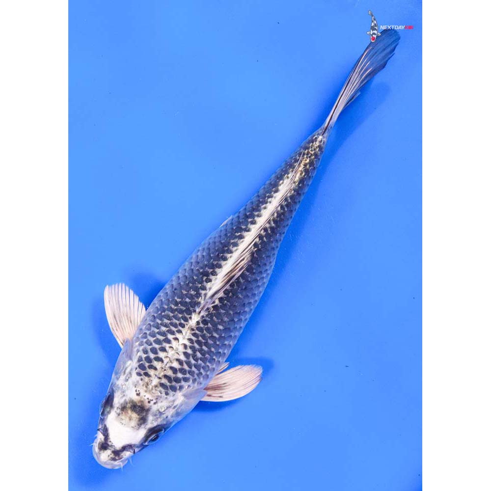 10.5” Imported Gin Matsuba