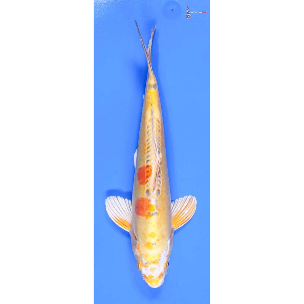 10.5” Imported Doitsu Ki Matsuba