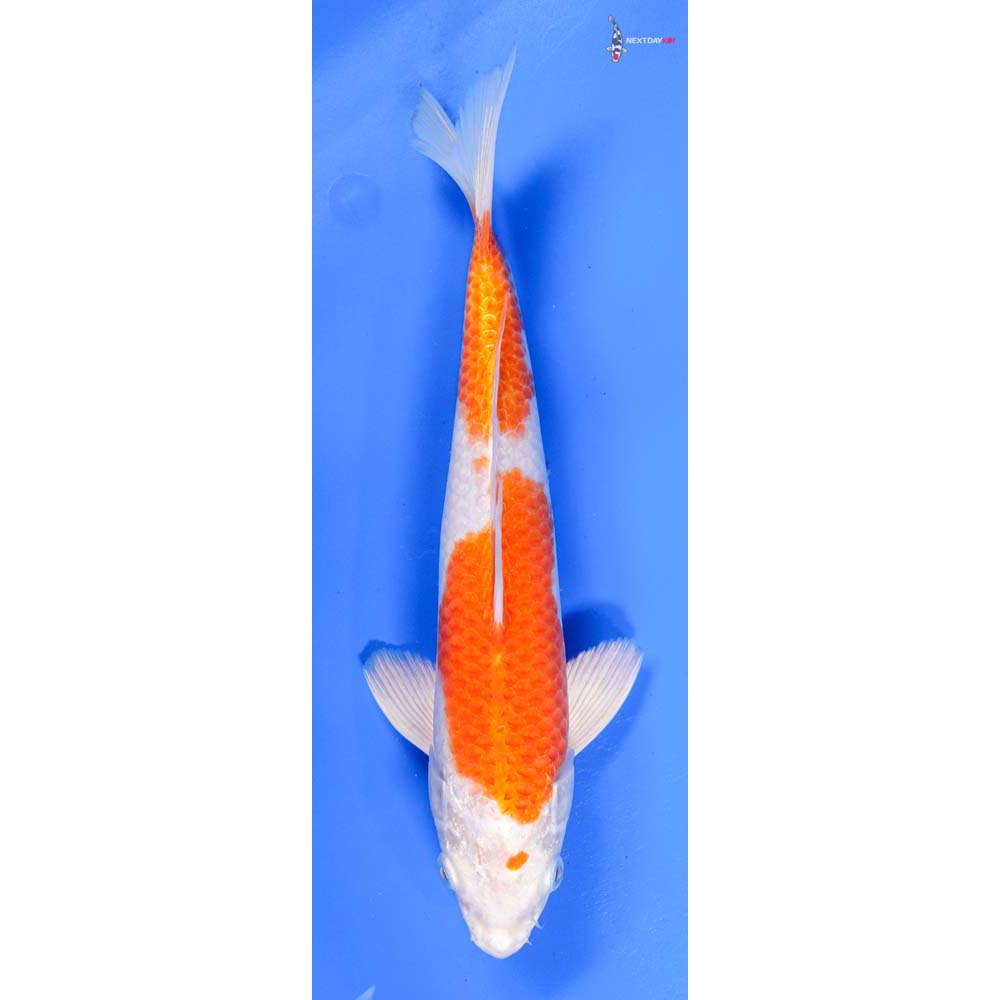 11” Imported Hariwake