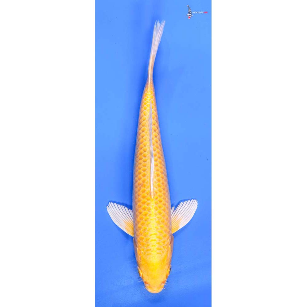 9.5” Imported Yamabuki Ogon