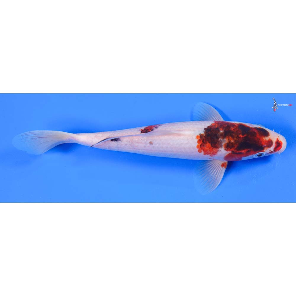 9” Imported Goromo