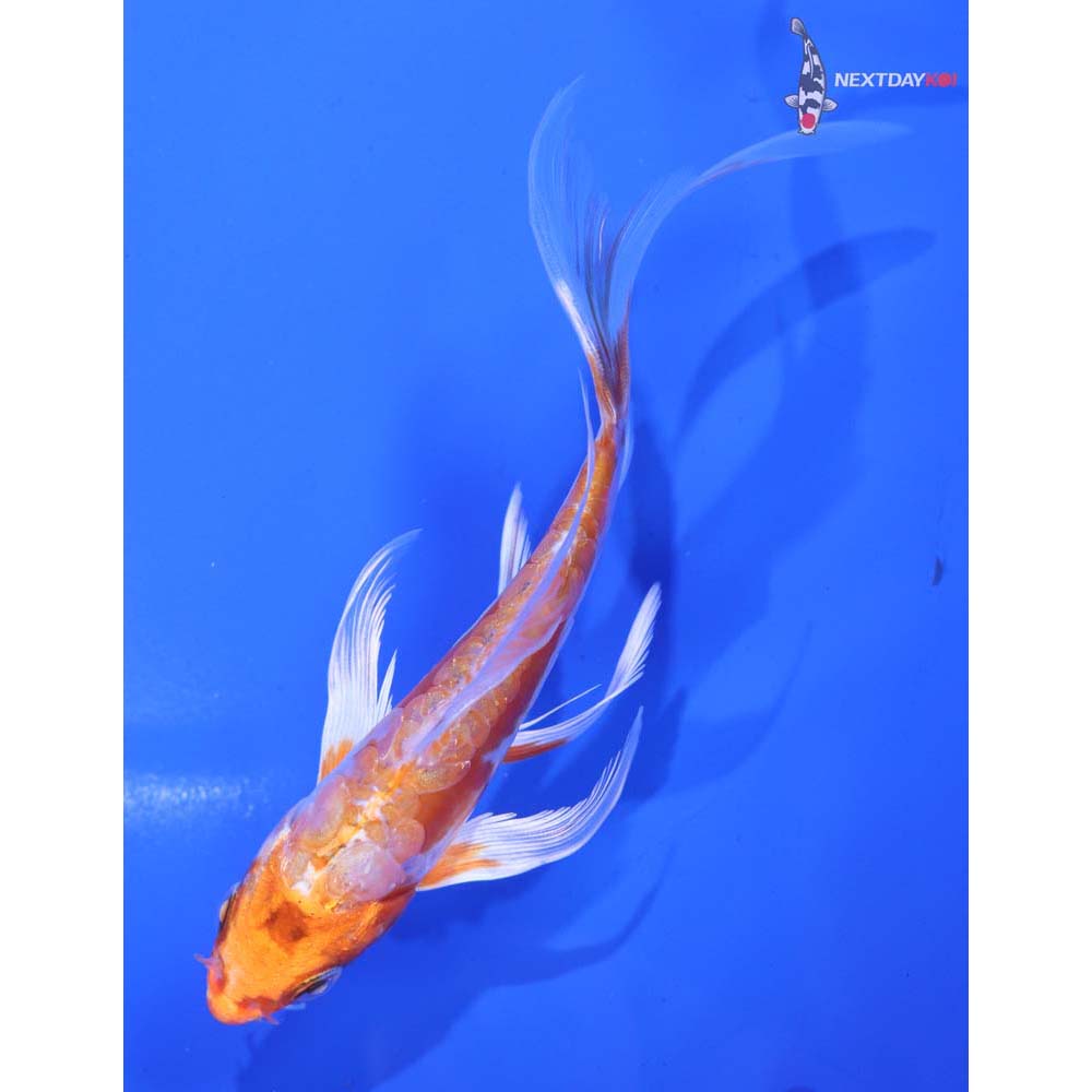 5” Imported Kikusui Butterfly Koi