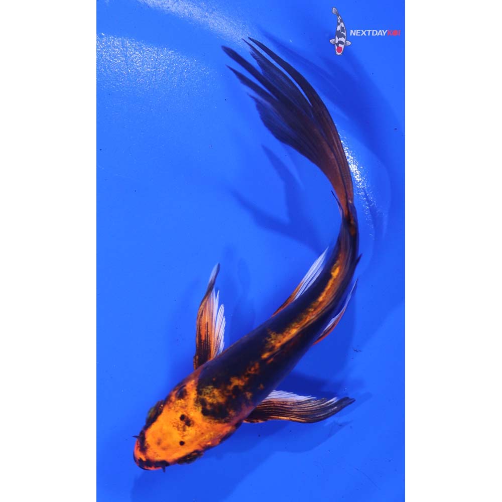 5” Imported Kin Kikokuryu Butterfly Koi