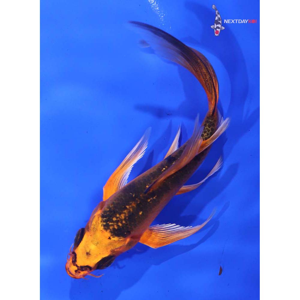 5” Imported Orenji Matsuba Butterfly Koi