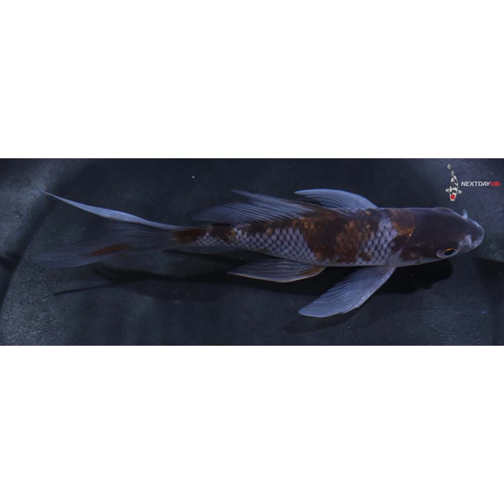 5” Imported Ochiba Shigure Butterfly Koi