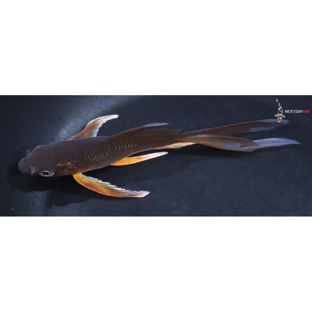5” Imported Chagoi Butterfly Koi