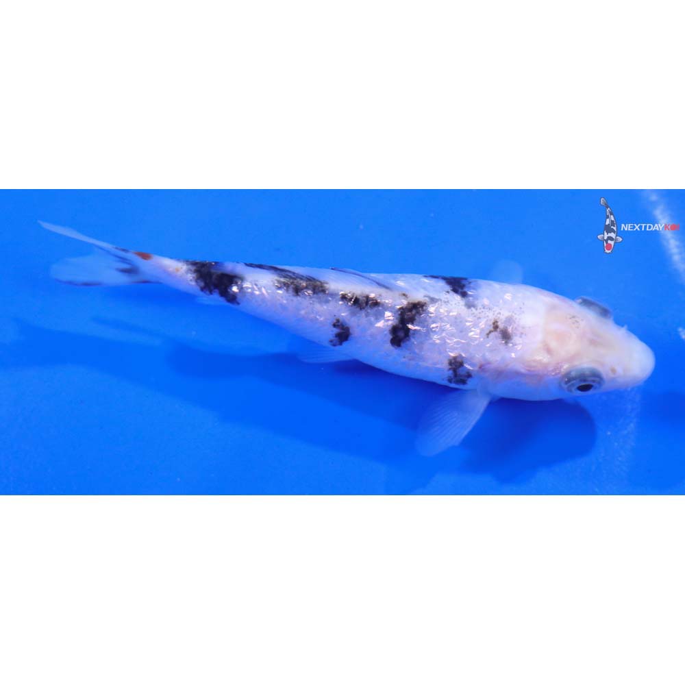 4” Imported Gin Rin Shiro Bekko