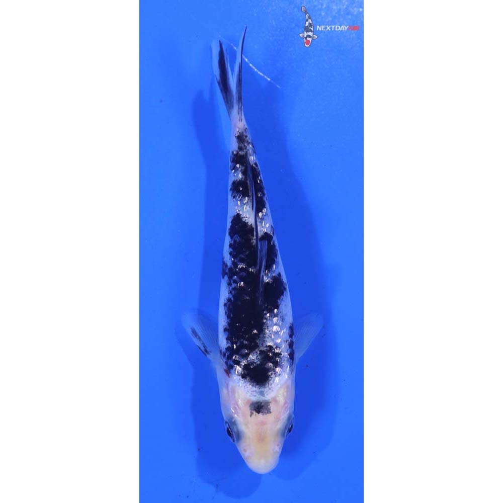 4” Imported Gin Rin Shiro Bekko