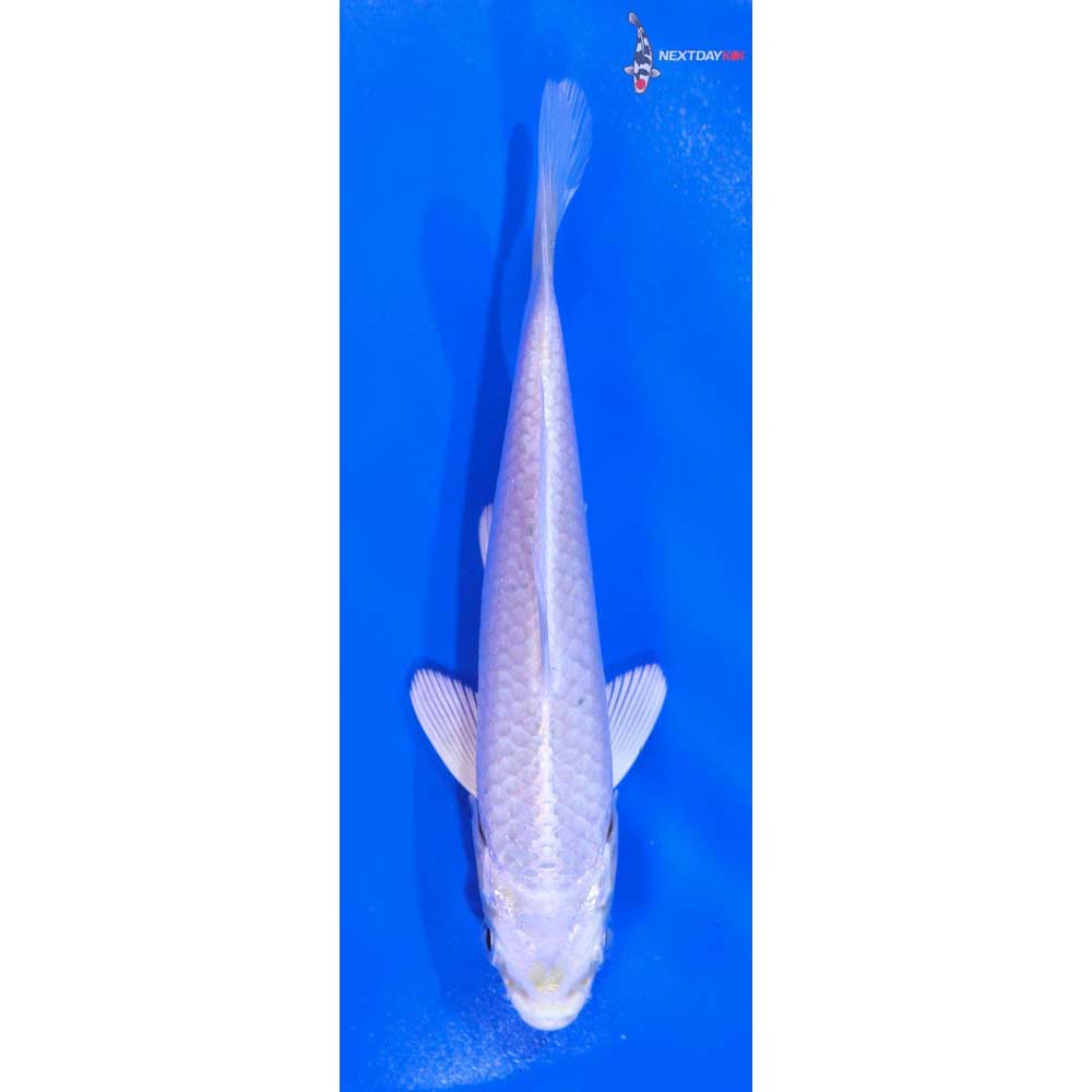4.5” Imported Platinum Ogon