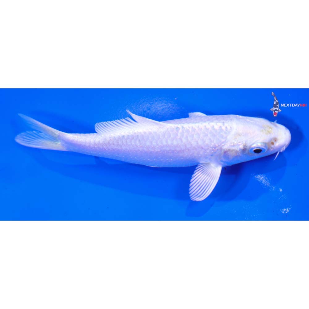 4.5” Imported Platinum Ogon