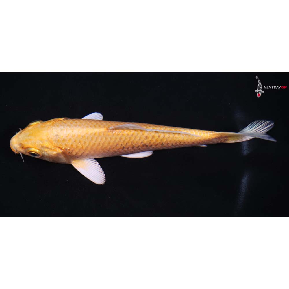 5” Imported Yamabuki Ogon