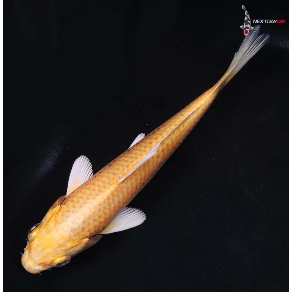 5” Imported Yamabuki Ogon