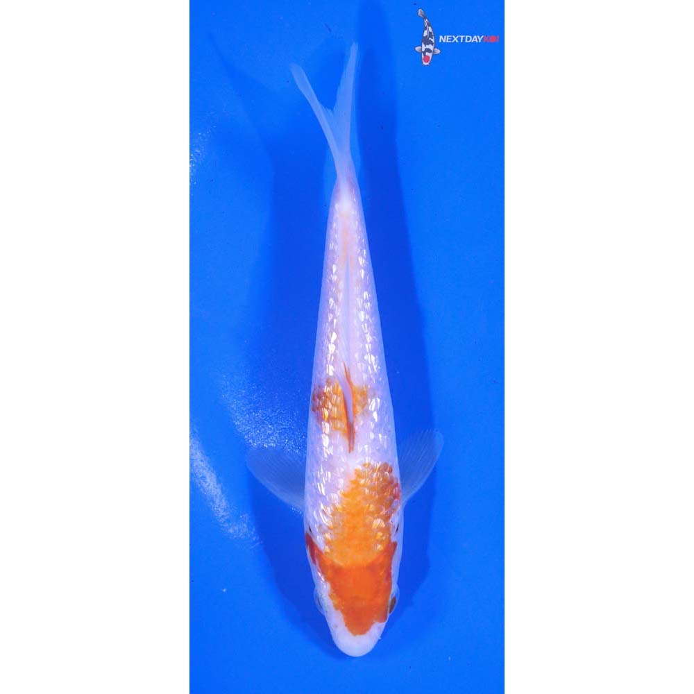 5.5” Imported Gin Rin Kohaku