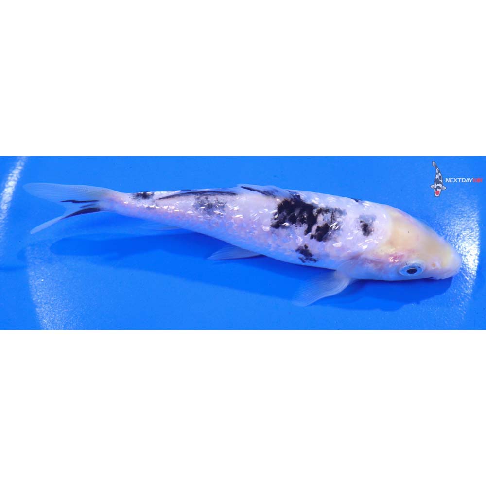 5.5” Imported Gin Rin Shiro Bekko