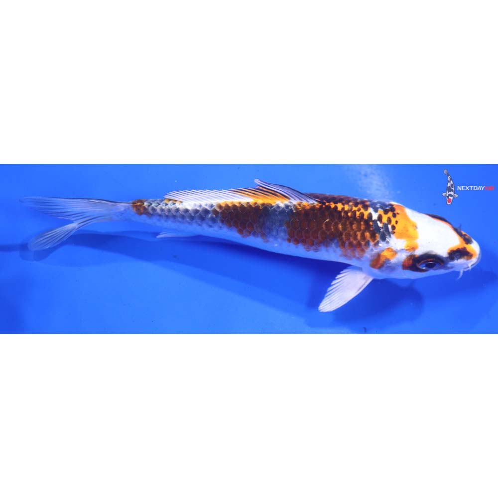 5.5” Imported Kujaku