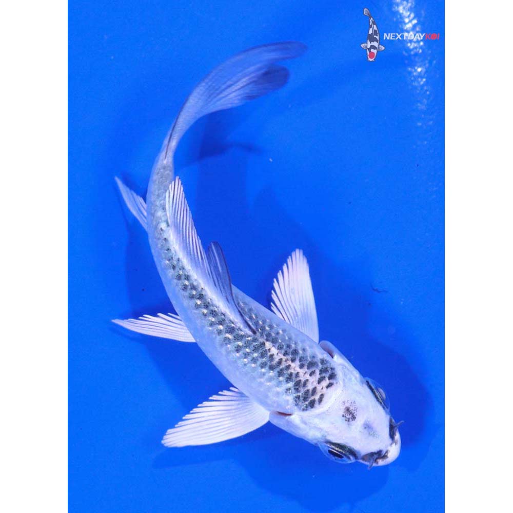 3” Imported Gin Matsuba Butterfly Koi