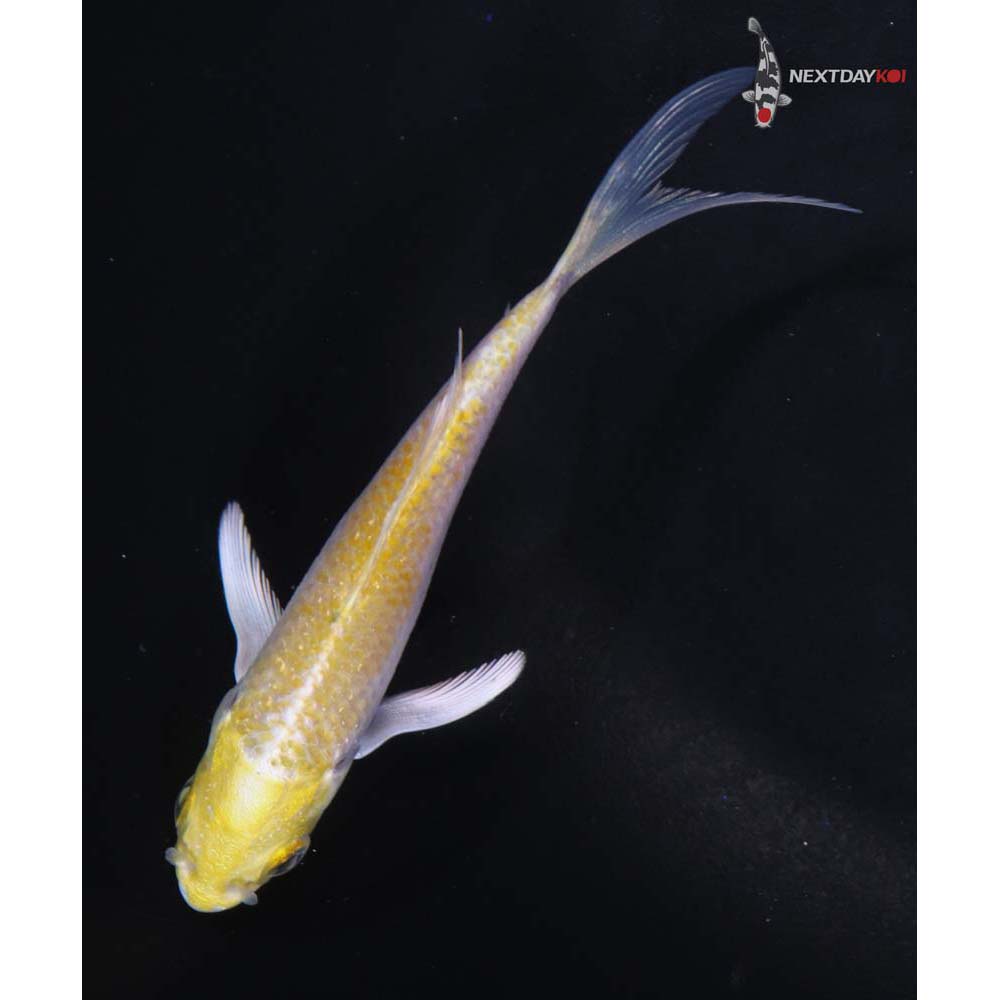 3.5” Imported Lemon Hariwake Butterfly Koi