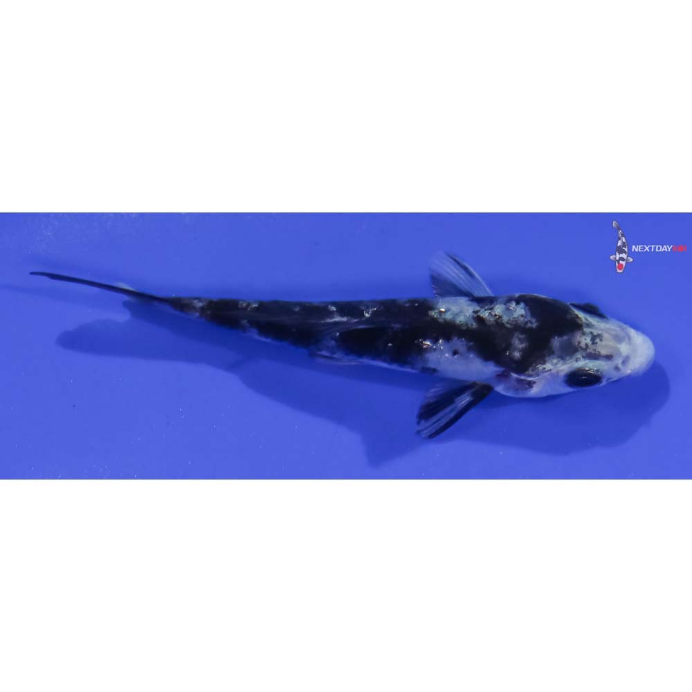 3” Imported Shiro Utsuri
