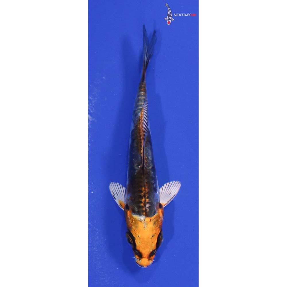 3” Imported Kin Kikokuryu
