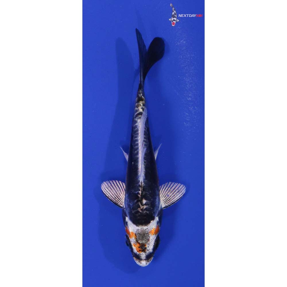3.5” Imported Kin Kikokuryu