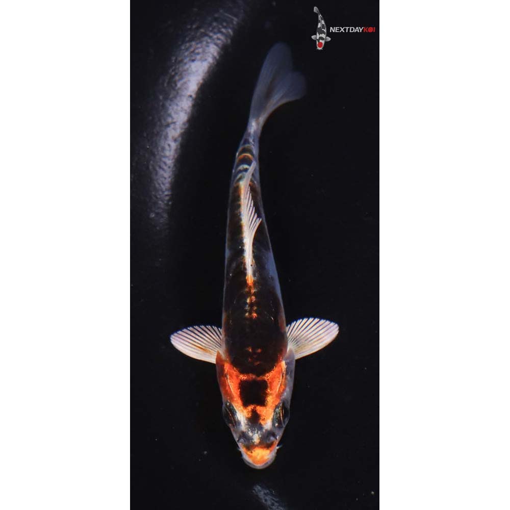 3.5” Imported Doitsu Kujaku