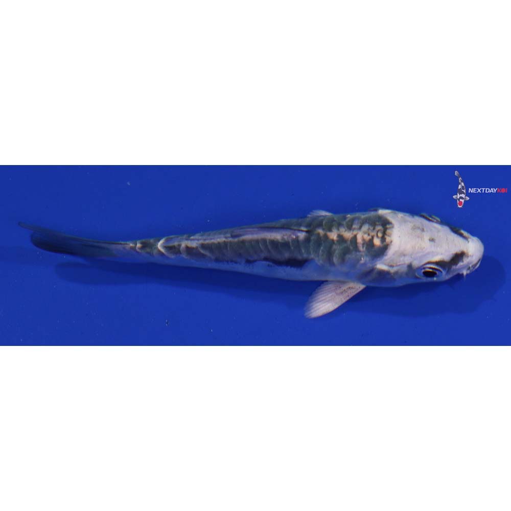 3” Imported Kikokuryu